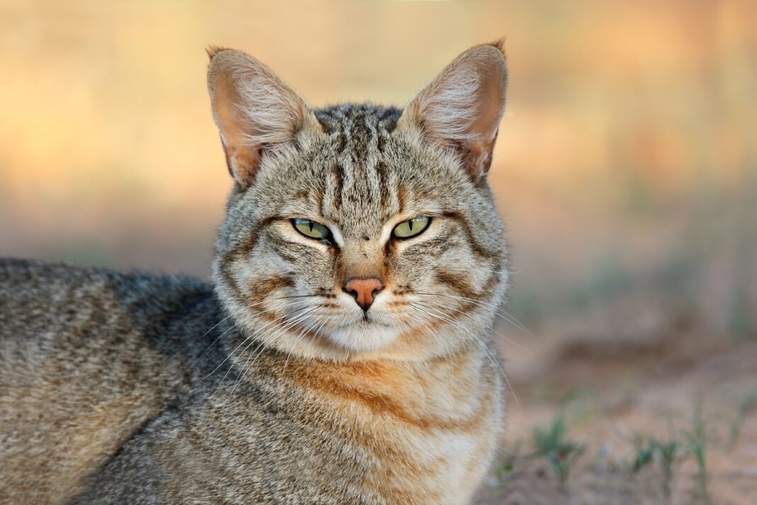 PET MAGAZIN: Šta znači kada maca donosi poklone