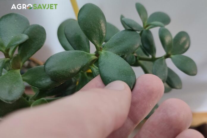 AGRO SAVJET: Razmnožavanje drveta novca iz lista – Evo i kako!