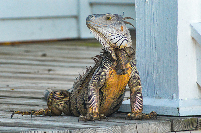 PET MAGAZIN: Iguana kao kućni ljubimac