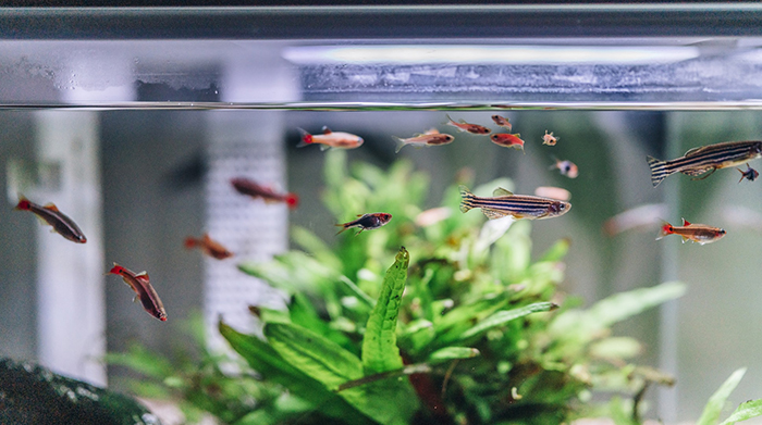 PET MAGAZIN: Ribice za akvarijum