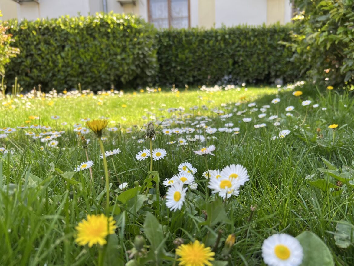 AGRO SAVJET: Maslačak – njegova izvanredna ljekovita svojstva su pravi poklon prirode