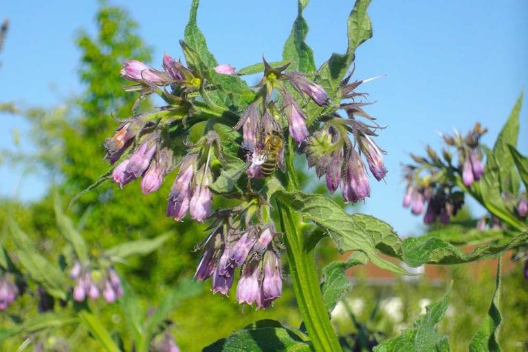 AGRO SAVJET: Sve o uzgoju gaveza – Sadnja, zalivanje, đubrenje, razmnožavanje