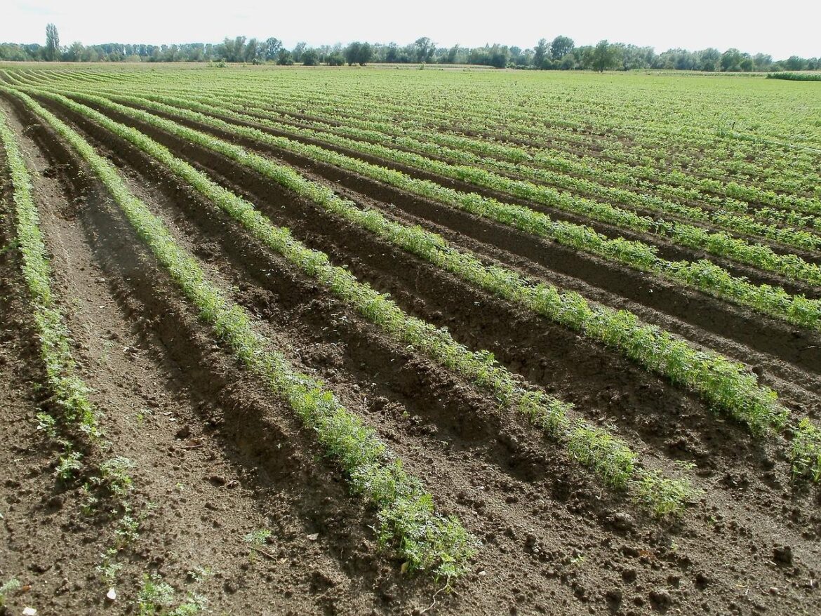 AGRO SAVJET: Iskoristite maj za sadnju ove tri omiljene povrtne vrste