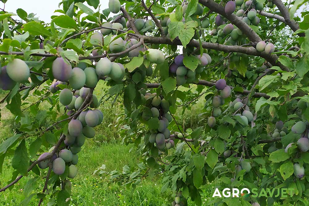 AGRO SAVJET: Obaranje grana kod šljive – zašto je važno?