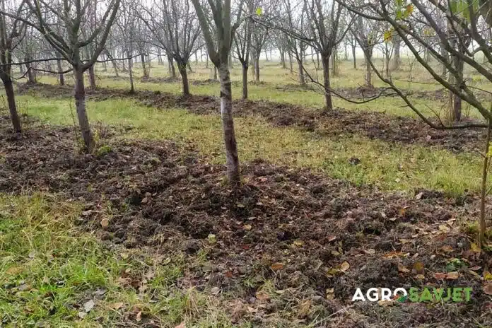 AGRO SAVJET: Nejednaka stabla, nejednako đubrenje: Kako postići ravnotežu u voćnjaku