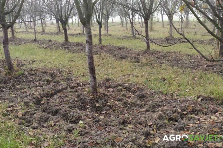 AGRO SAVJET: Izbor sadnog materijala za podizanje zasada voća