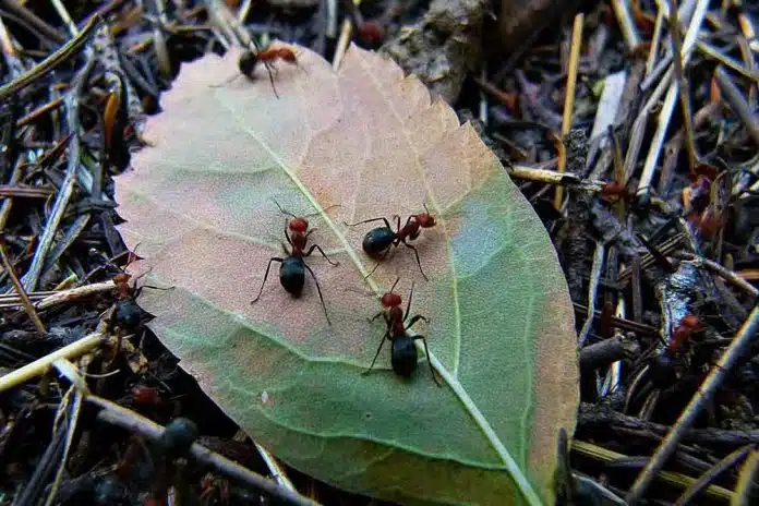 AGRO SAVJET: Suzbijanje mrava organskim putem